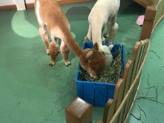 -藦茜花园宠物主题亲子互动体验馆(国顺东路店)