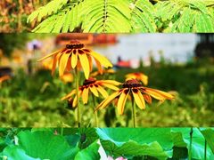 -泗洪洪泽湖湿地景区