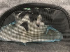 -爱侣宠医·鹦鹉专科·小型哺乳类·异宠专科(灵石路店)