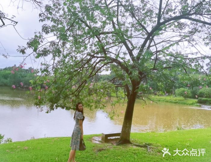 松山湖南湖湾露营营地图片