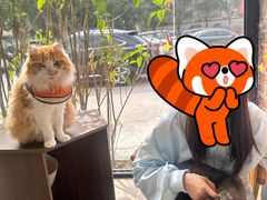 -豆逗聊愈猫阁Easy Life