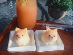 -柴犬高等学院·狗咖·柴犬售卖·宠物训练