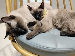 -藏猫猫咖啡主题馆(中央大道店)