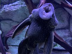 -上海海洋水族馆