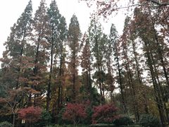 -徐家汇源景区-衡山公园