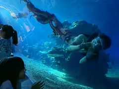 -涛·海底餐厅·美人鱼·自助餐·海底隧道(三亚海棠湾洲际度假酒店)