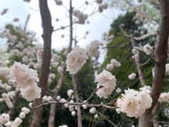 -皇家御河游(紫御湾码头)