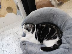 -猫域·湾主题猫咖·宠物吧(南坪城市广场店)