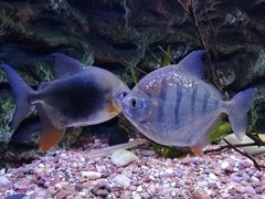 -上海海洋水族馆