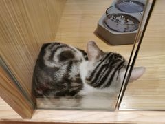 -屋虎猫馆(宝安大仟里店)