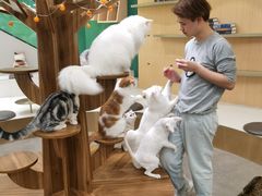 -飞行喵MR PILOT|猫舍·猫咖(静安大融城店)
