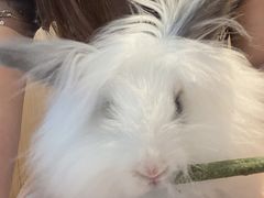 -猫猫幼稚园·撸猫·桌游·电玩