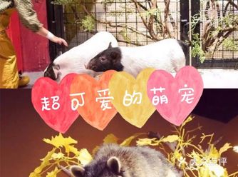 夏日遛娃 | 上海最可爱的萌宠在这里