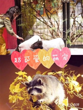 夏日遛娃 | 上海最可爱的萌宠在这里