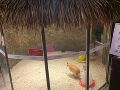 -zoonana室内动物园(东方福来德店)