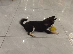 -柴犬小屋·柴餐厅·狗咖食堂(金鼎广场店)