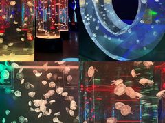 -海合安成都极地海洋公园