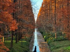 -黄海国家森林公园