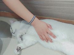 -藏猫猫咖啡主题馆(中央大道店)