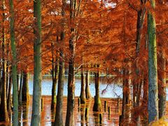 -白鹭湾湿地公园