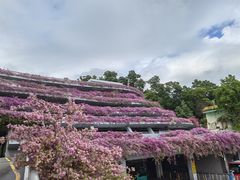 -深圳仙湖植物园