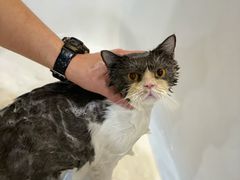 -momokira米努特·德文卷毛猫·棉花面纱犬