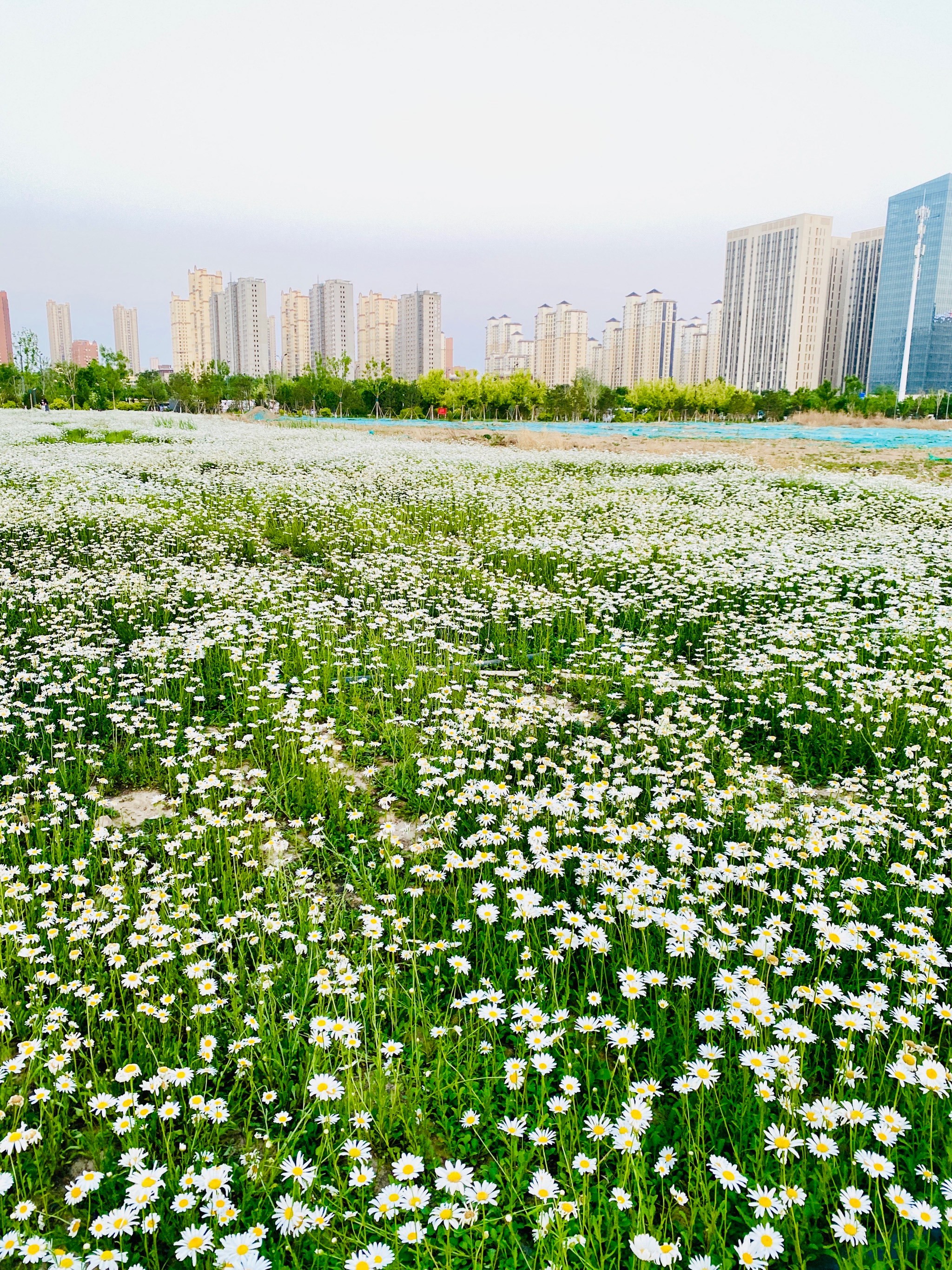 保定大片雏菊花海?藏在路边的美景0元溜娃好去处