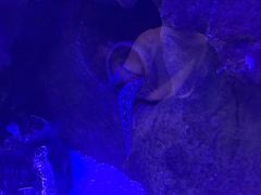 -芜湖新华联大白鲸海洋公园