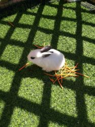 -萌宠亲子动物乐园(槐房万达店)