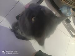 -平行世界·猫咖(首经贸店)