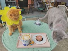 -喵屿·大理花园猫咖
