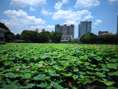 -荔湾湖公园