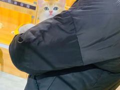 -欣宠猫屋·矮脚拿破仑·蓝金金渐层