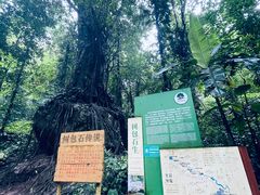 -莫里热带雨林景区