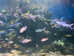 -华夏文旅海洋公园