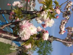 高东镇樱花园-高东镇樱花园