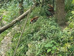 -都江堰中华大熊猫苑