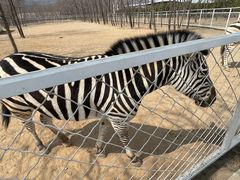 -大连铭湖国际观光牧场