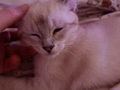 -全心全意连锁动物医院·微创中心·内科急重症·心脏专科(丰管路店)