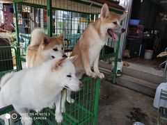 -中环花鸟鱼虫市场