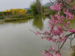 -天适樱花悠乐园