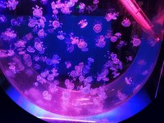 -海合安成都极地海洋公园