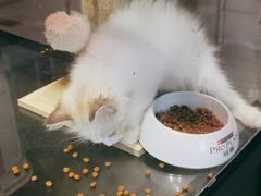 -十年猫舍·猫咪专门店(普陀店)
