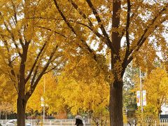 -三里屯东五街银杏大道