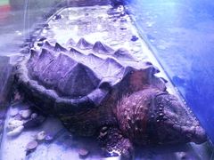 -东家小院金汤酸菜鱼(南阳路店)