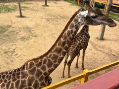 -西霞口神雕山野生动物世界