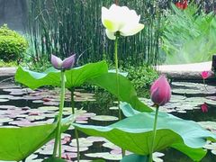 -广州莲花山旅游区