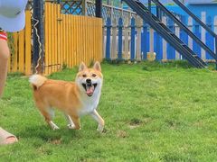 -趣玩宠物乐园寄养训犬训狗游泳池