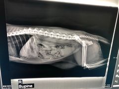 -申普宠物医院·心脏介入·心血管微创(总院)