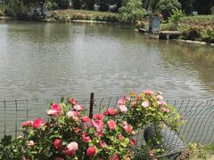 -鹅湖玫瑰文化园